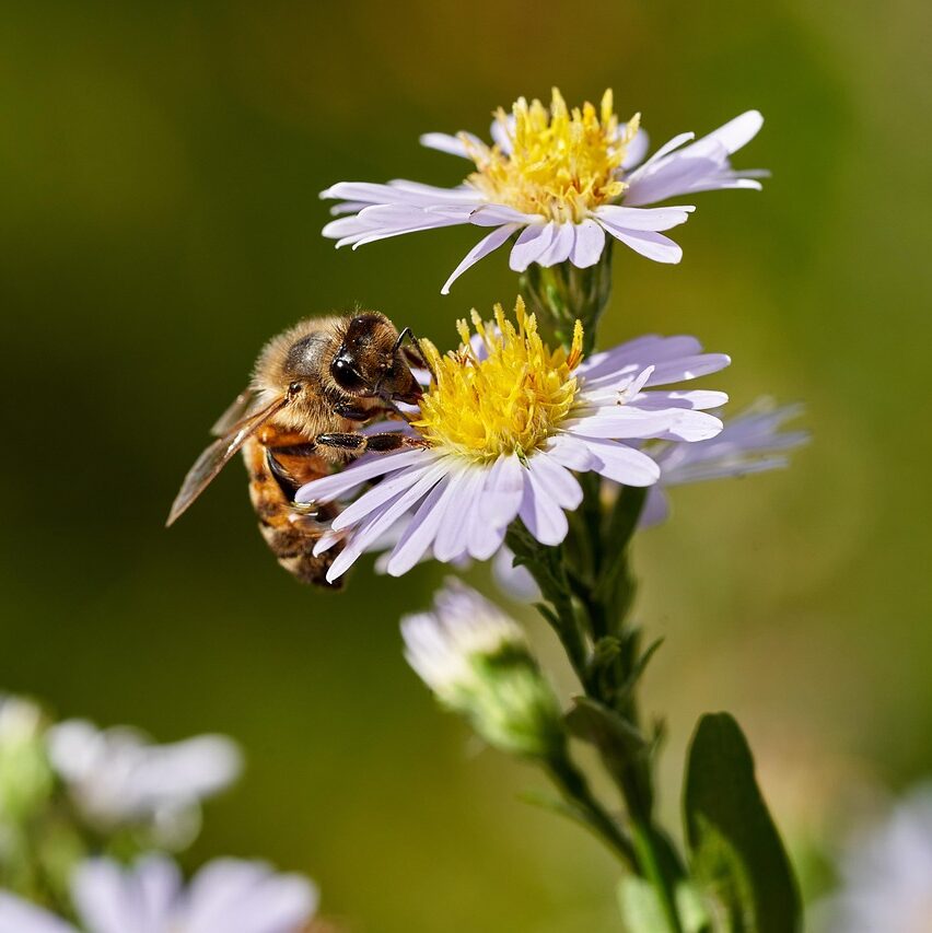 Consultations citoyennes
